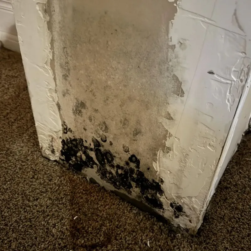 Professional Mold Removal in Dixiana, AL